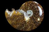Polished, Agatized Ammonite (Cleoniceras) - Madagascar #97249-1